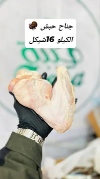 جناح حبش - الكيلو 16 شيكل