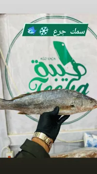 سمك جرع طازة - يازيرا