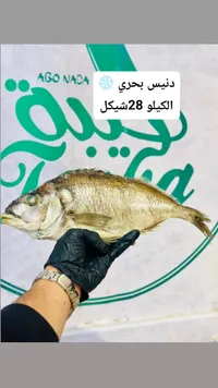 سمك دنيس بحري - أبو ندى (Abo Nada) - سوق غزة