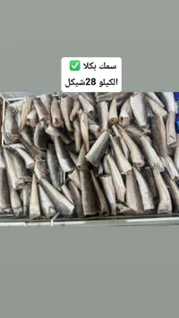 سمك بكلا مجمد - سوق غزة