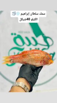 سمك سلطان إبراهيم - سوق غزة