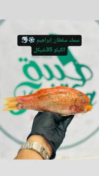 سمك سلطان إبراهيم - سوق غزة