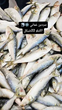 سردين عماني مجمد - سوق غزة