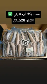 سمك بكلا أرجنتيني - ديب أوشن (Deep Ocean) - سوق غزة