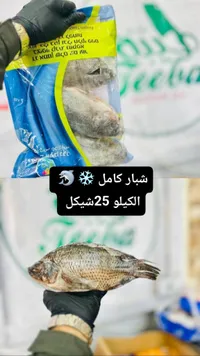 سمك شبار كامل مجمد - سوق غزة