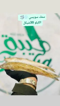 سمك سويسي طازج - سوق غزة