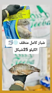 سمك شبار كامل منظف ومجمد (Teeba) - سوق غزة