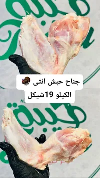 جناح حبش أنثى - طيبة - سوق غزة