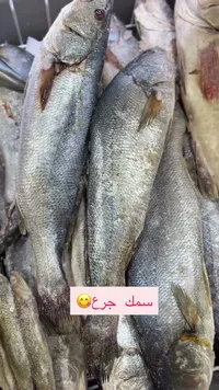سمك جرع طازج