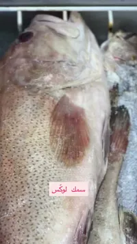 سمك لوكس طازج