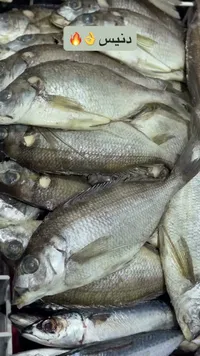سمك دنيس طازج