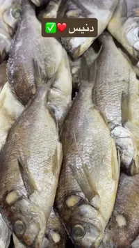 سمك دنيس طازج