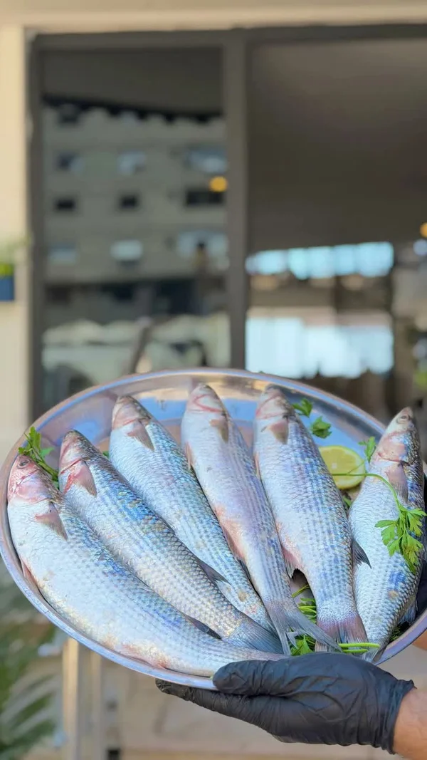 سمك بوري طازج - أسماك ومأكولات بحرية - سوق غزة