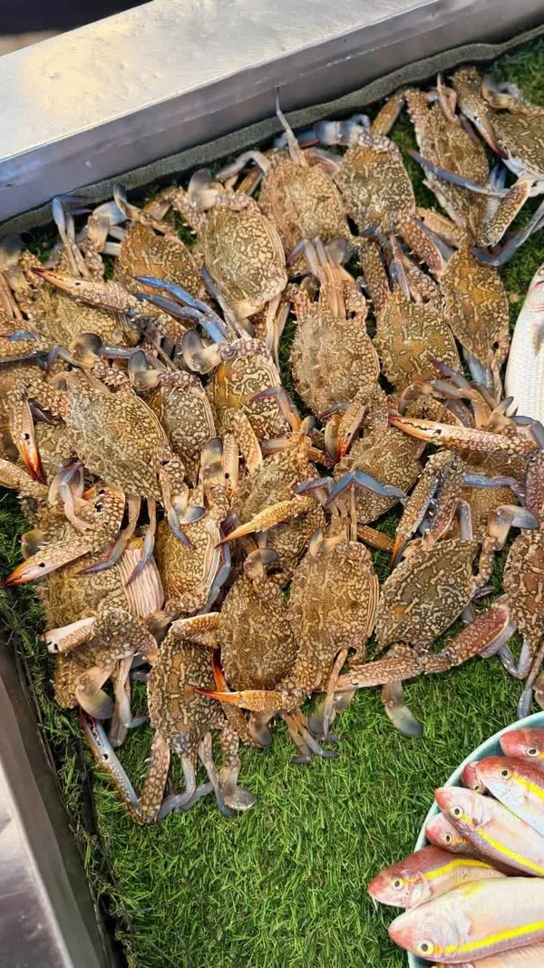 سلطعون بحري طازج - أسماك ومأكولات بحرية - سوق غزة
