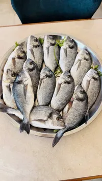 سمك دنيس طازج - سوق غزة