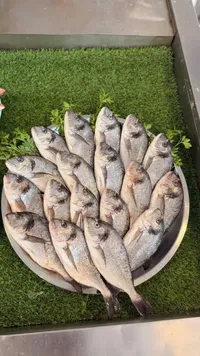 سمك دنيس طازج - سوق غزة