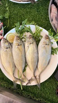 سمك البياح الطازج - سوق غزة