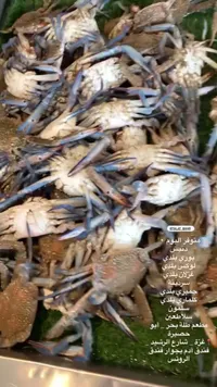 سلطعون طازج
