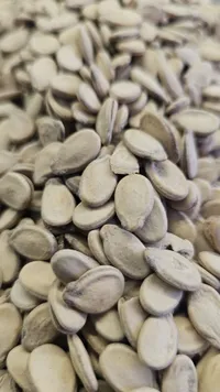 بزر بطيخ