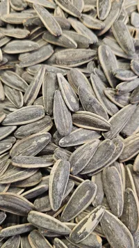 بزر دوار الشمس