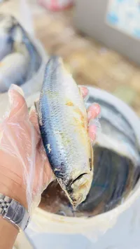 سمك رنجة طازج