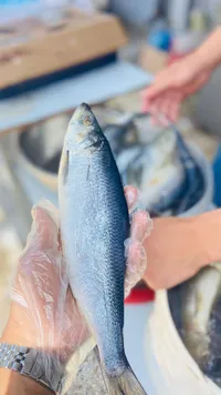 سمك الرنجة الطازج