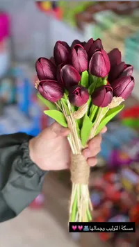 مسكة عروس التوليب الأرجواني