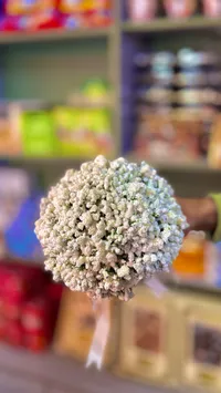 زهور جيبسوفيلا مجففة - ديكور طبيعي